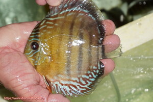 [ wild discus ][ mail order ] upper tera sun ta rose red center bar [ individual sale ]12cm( organism )