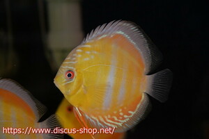 [ wild discus ][ mail order ] upper tera sun ta rose red center bar [ individual sale ]12cm( organism )