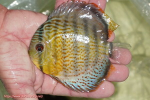 [ wild discus ][ mail order ] upper tefe Royal green [ individual sale ]13cm( organism )