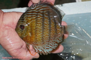 [ wild discus ][ mail order ] upper tefe Royal green [ individual sale ]16cm( organism )