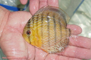 [ wild discus ][ mail order ] upper tefe Royal green Young Star [ individual sale ]11cm( organism )