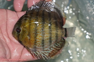 [ wild discus ][ mail order ] upper tefe Royal green Young Star [ individual sale ]11cm( organism )