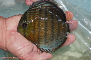 [ wild discus ][ mail order ] upper tefe Royal green [ individual sale ]16cm( organism )