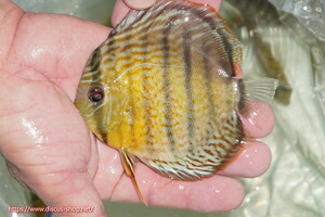 [ wild discus ][ mail order ] upper tefe Royal green Young Star [ individual sale ]12cm( organism )