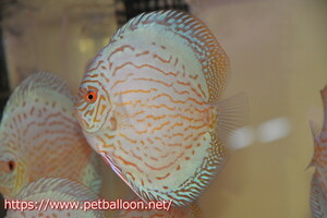 [ discus ][ mail order ] high body ja Ian to blue flora [ individual sale ]12cm( organism )