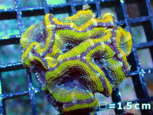 [ coral ]kak oo togekikmeisi(Ultra Grade)[UCA/ Australia production ]( individual sale )No.6( organism )