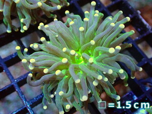 [ coral ] torch coral (Ultra Grade/Green*Yellow Tip)[UCA/ Australia production ]SM size ( individual sale )No.11( organism )