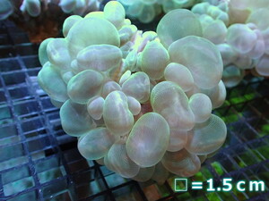 【サンゴ】バブルコーラル（クリアーグリーン）Lサイズ（個体販売）No.19（生体）