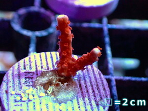 【サンゴ】フラグ　メデューサコモンサンゴ（Red）（個体販売）No.1（生体）