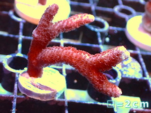 [ coral ]f rug eda common coral sp.(Red)( individual sale )No.7( organism )