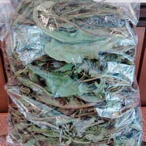 無農薬 乾燥タンポポ 100g