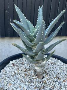 Aloe pillansii アロエ　ピランシー　多肉植物　サボテン　美株