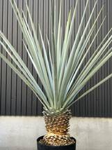 yucca thompsoniana × rigida ユッカ　トンプソニアーナ　リギダ　ハイブリッド　美株　大株_画像8