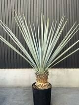 yucca thompsoniana × rigida ユッカ　トンプソニアーナ　リギダ　ハイブリッド　美株　大株_画像9