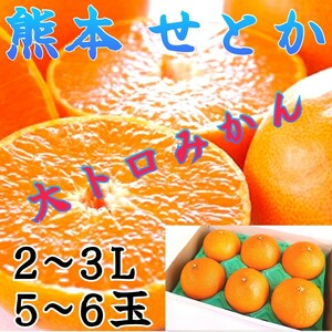 愛媛産 柑橘 みかん せとか2~3L (秀品/5~6玉入) 柑橘類 みかん ミカン 蜜柑 果物 フルーツ 誕生日プレゼント