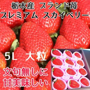 【栃木県産 スカイベリー 】大玉 5L ギフト用 黒の高級感ある化粧箱付 誕生日プレゼント 贈答用 お祝い事に!