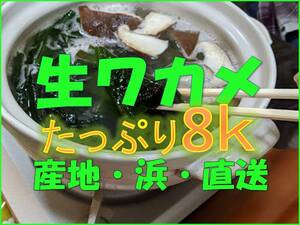 生ワカメ初摘みです!今年も出ました。茎もたっぷり！泉州ワカメ漁師直送便！送料無料！生ワカメパーティ！採れたて出荷！鍋に最高！