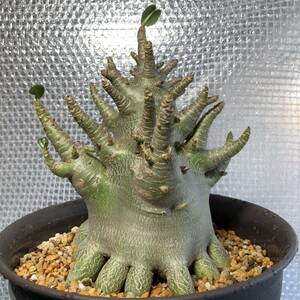 【超レア株・極美品】アデニウム　アラビカム　8号　緑肌　たこ足　初心者オススメ　Adenium　arabicum　コーデックス　塊根植物　YA1