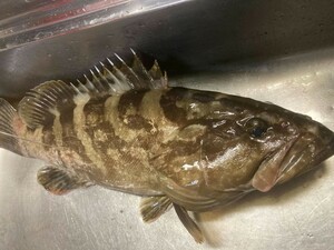 超高級魚　クエ　アラ　モロコ　1.56キロ　対馬　天然　激安　オススメ　お得　鍋　刺し身　魚　大物 　美味