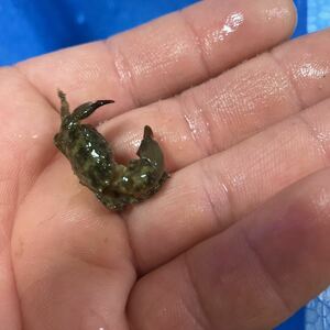 海水魚　海水カニ　　スベスベオウギガニ＋おまけの苔とり貝2匹