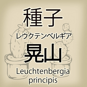 【輸入種子】レウクテンベルギア・晃山 光山 プリンシピス Leuchtenbergia principis サボテン 多肉植物(種107-56)