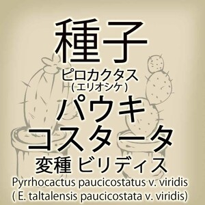 【輸入種子】ピロカクタス・パウキコスタータ 変種ビリディス Pyrrhocactus paucicostatus v. viridis エリオシケ Eriosyce(種107-43)