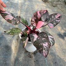 2)【Philodendron Pink princess marble】フィロデンドロン ピンクプリンセス マーブル 5寸鉢_画像6