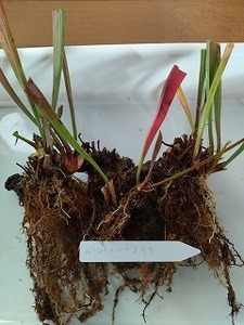 食虫植物　サラセニア　ムーレイ×レウコフィラ（moorei×leucophylla）　６芽