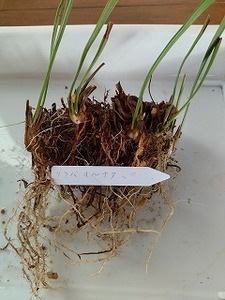食虫植物　サラセニア　フラバオルナタ（flava var. ornata）　５芽