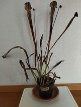 食虫植物　サラセニア　アデスガタ（艶姿）　４芽_画像2