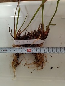 食虫植物　サラセニア　フラバ　ルブリコーポラ　F105　２芽　　　