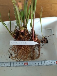 食虫植物　サラセニア　ムーレイ×レウコフィラ（moorei×leucophylla）　７芽