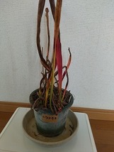 食虫植物　サラセニア　レウコフィラ（leucophlla）　４芽_画像2