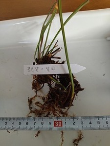 食虫植物　サラセニア　艶姿×紫雨　２芽