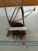 食虫植物　サラセニア　ムーレイ×ナガモト　２芽_画像1