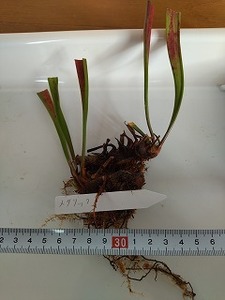 食虫植物　サラセニア　メタリック　２芽