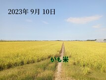 無農薬米新潟県産コシヒカリ5k_画像8