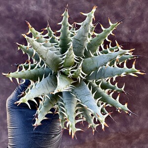 【Lj_plants-6】3 アロエ　エリナケア　黒魔殿　Aloe erinacea サボテン 黒棘 綺麗株 在庫が少ない