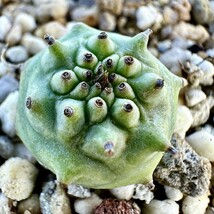 【Lj_plants-9】8 「実生」ユーフォルビア グロブリカウリス/Euphorbia globulicaulis 厳選株 塊根植物_画像1