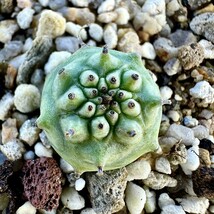 【Lj_plants-9】8 「実生」ユーフォルビア グロブリカウリス/Euphorbia globulicaulis 厳選株 塊根植物_画像2