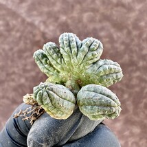 【Lj_plants-12】11 多肉植物 ユーフォルビア オベサブロウ Euphorbia obesa 綴化 希少変異株 超珍しい_画像5