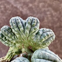 【Lj_plants-12】11 多肉植物 ユーフォルビア オベサブロウ Euphorbia obesa 綴化 希少変異株 超珍しい_画像6