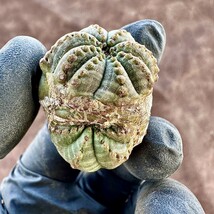 【Lj_plants-12】5 多肉植物 ユーフォルビア オベサブロウ Euphorbia obesa 変異株 超珍しいです_画像4