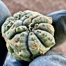 【Lj_plants-12】6 多肉植物 ユーフォルビア オベサブロウ Euphorbia obesa 変異株 超珍しい_画像7