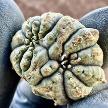 【Lj_plants-12】6 多肉植物 ユーフォルビア オベサブロウ Euphorbia obesa 変異株 超珍しい_画像6