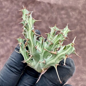 【Lj_plants】18 σ ユーフォルビア ホルウーディ Euphorbia horwoodii 多肉植物 サボテン ホールウッディ ホルウッディー ホリダ オベサ