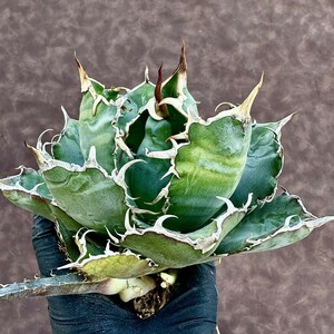 【Lj_plants】38 アガベ　チタノタ 白鯨 陽炎 強棘 コンパクト包葉形 綺麗株