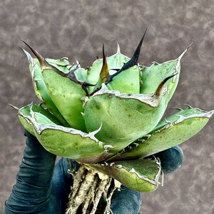 【Lj_plants】40 アガベ チタノタ バラ 瑰 ROSE 強棘 コンパクト包葉形 美株