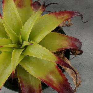 【雀草】 Hechtia glauca/ヘクチア