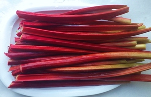 ◎赤い茎のルバーブ　自家採取　3０粒　ジャムのレシピつき　自家採種